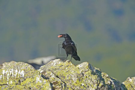 Foto de Northern Raven comiendo un cadáver de jabalí. Corvus corax - Imagen libre de derechos