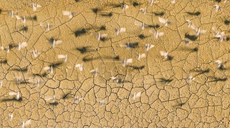 Foto de Gaviotas en el lago que se secaron debido al calentamiento global y la sequía. - Imagen libre de derechos