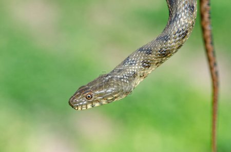 Foto de Serpiente de dados o serpiente de agua (Natrix tessellata) en la naturaleza, primer plano, fondo verde. Burdur, Turquía - Imagen libre de derechos