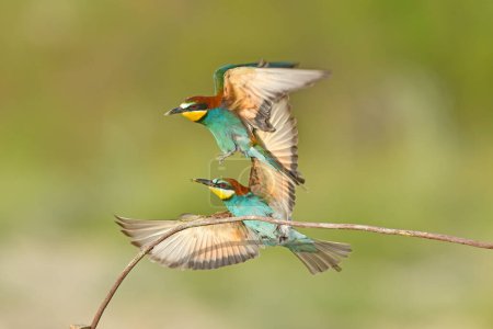 Photo for Two European bee-eaters, Merops apiaster, sitting on a stick fighting, in beautiful warm morning light, Burdur, Turkey. Clean green background. - Royalty Free Image