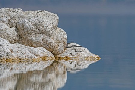 Photo for Mating dice snake or water snake (Natrix tessellata) in nature, close-up, Salda Lake,Turkey - Royalty Free Image
