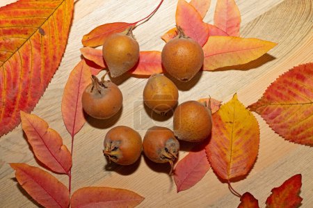 Fruto fresco de níspero orgánico maduro sobre madera y entre hojas de otoño. Comida sana Mespilus germanica.