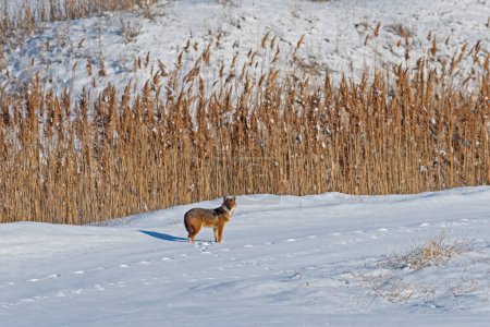 Téléchargez les photos : Le chacal doré (Canis aureus) marche dans la neige. Roseaux secs en arrière-plan. - en image libre de droit
