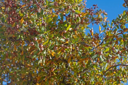 Téléchargez les photos : Fruits medlar bio frais et mûrs sur les branches des arbres. Aliments sains Mespilus germanica. - en image libre de droit