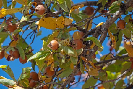 Téléchargez les photos : Fruits medlar bio frais et mûrs sur les branches des arbres. Aliments sains Mespilus germanica. - en image libre de droit