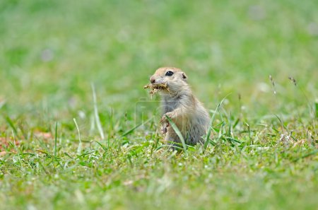Téléchargez les photos : Alimentation des écureuils terrestres. Joli drôle d'écureuil terrestre animal. Fond vert nature. - en image libre de droit
