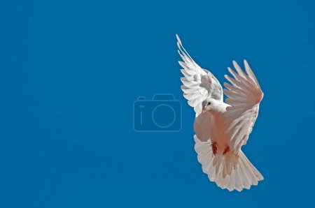 Foto de Paloma blanca de la paz volando libre aislada sobre fondo azul del cielo. - Imagen libre de derechos