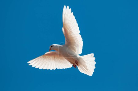 Téléchargez les photos : Colombe de paix blanche volant libre isolé sur fond de ciel bleu. - en image libre de droit