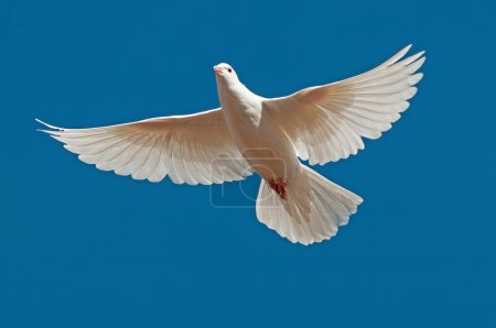 Téléchargez les photos : Colombe de paix blanche volant libre isolé sur fond de ciel bleu. - en image libre de droit