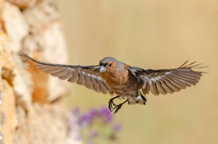 Photo for Common Chaffinch (Fringilla coelebs) flying with wings spread. Little bird in flight. - Royalty Free Image