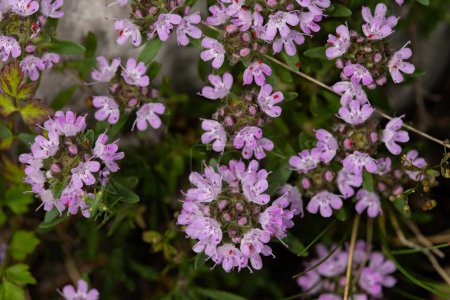 Photo for Macrophotograph of Thymus serpyllum, Breckland thyme plant. Close up of the flowers of Breckland wild thyme, creeping thyme or elfin thyme. Natural medicine Kitchen ingredient and fragrant spice in the living area - Royalty Free Image