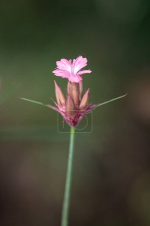 Téléchargez les photos : Dianthus alpinus est une espèce de la famille des Caryophyllaceae. - en image libre de droit
