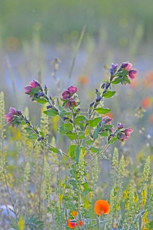Foto de En la naturaleza, Cynoglossum officinale florece entre las hierbas. Un primer plano de las coloridas flores del sedum común en un hábitat típico. - Imagen libre de derechos
