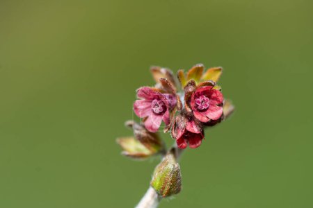 Foto de En la naturaleza, Cynoglossum officinale florece entre las hierbas. Primer plano de las coloridas flores del sedum común en un hábitat típico. - Imagen libre de derechos