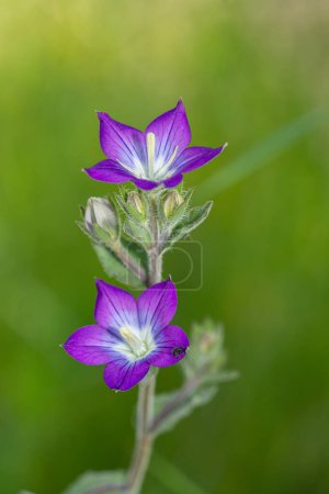 Photo for Legousia or Venus' mirror belongs to the Campanulaceae family and is native to the Mediterranean. - Royalty Free Image