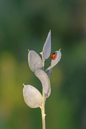 Téléchargez les photos : Fibigia clypeata, Brassicaceae. Plante sauvage abattue en été. Coccinelle sur feuille. - en image libre de droit
