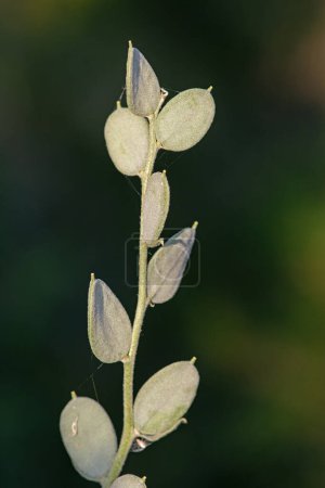 Téléchargez les photos : Fibigia clypeata, Brassicaceae. Plante sauvage photographiée en été. - en image libre de droit