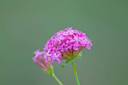 Photo for Silene compacta, Caryophyllaceae. Wild plant shot in summer, Atocion compactum - Royalty Free Image