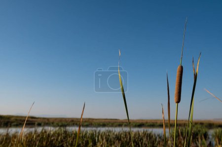 Foto de Coles pardas (Typha latifolia) en el borde del agua - Imagen libre de derechos