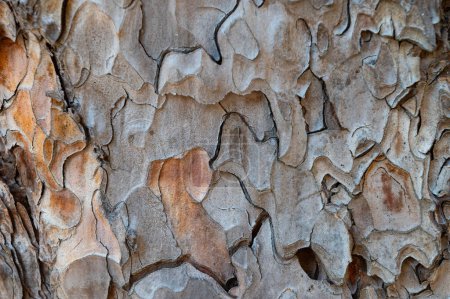 Téléchargez les photos : La texture naturelle d'un pin brun. - en image libre de droit