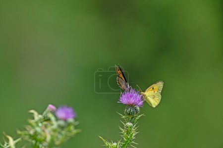 Téléchargez les photos : Papillon jaune voilé (Colias croceus) se nourrissant de nectar de fleur sur fond vert. Scène animalière dans la nature. - en image libre de droit