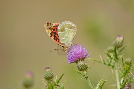 Foto de Fritillary Mediterráneo (Argynnis pandora) es una mariposa que vuela muy rápido en terreno abierto. Mariposa sobre una flor púrpura. - Imagen libre de derechos