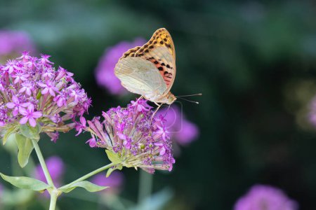 Foto de Fritillary Mediterráneo (Argynnis pandora) es una mariposa que vuela muy rápido en terreno abierto. Mariposa sobre una flor rosa. - Imagen libre de derechos