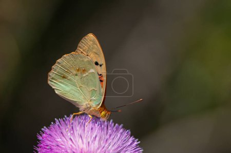 Foto de Fritillary Mediterráneo (Argynnis pandora) es una mariposa que vuela muy rápido en terreno abierto. Mariposa sobre una flor púrpura. - Imagen libre de derechos