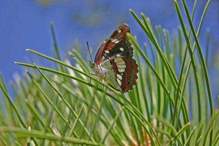 Téléchargez les photos : Papillon de l'amiral blanc du sud Limenitis reducta, beau papillon coloré des prairies et prairies européennes
. - en image libre de droit