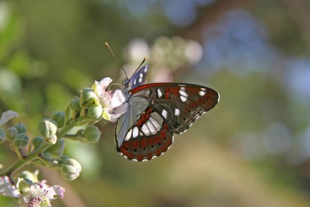Téléchargez les photos : Papillon de l'amiral blanc du sud Limenitis reducta, beau papillon coloré des prairies et prairies européennes
. - en image libre de droit