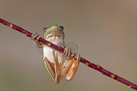 Photo for Green frog climbing on the plant in Turkey. Hyla orientalis climbing on the plant. Funny frog. - Royalty Free Image