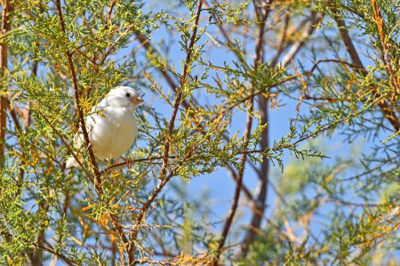 Leucistic house sparrow (Passer domesticus) in a tree. Very rare albino white sparrow individual.