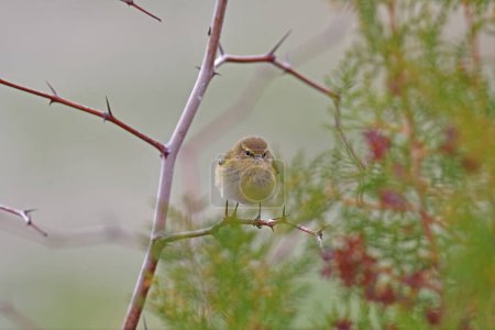 Photo for Common Chiffchaff (Phylloscopus collybita) on a branch. - Royalty Free Image
