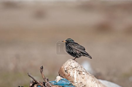 Common Starling (Sturnus vulgaris) roosting in a garbage dump.