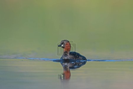 Foto de Little Grebe (Tachybaptus ruficollis) nadando en el lago. - Imagen libre de derechos