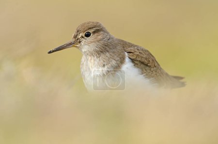 Photo for Common Sandpiper (Actitis hypoleucos) feeding in a wetland. - Royalty Free Image