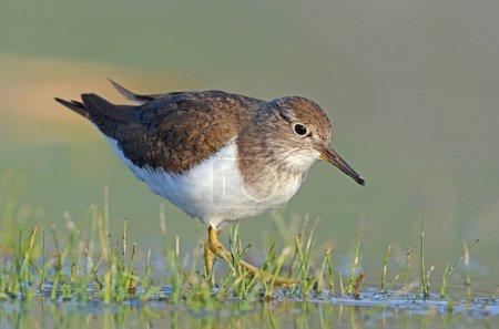 Photo for Common Sandpiper (Actitis hypoleucos) feeding in a wetland. - Royalty Free Image