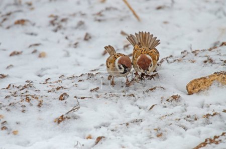 Foto de Gorrión de árbol euroasiático (Passer montanus) alimentándose en la nieve. - Imagen libre de derechos