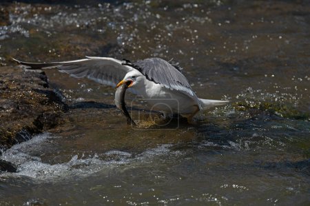 Foto de Gaviota armenia (Larus armenicus) cazando peces migratorios en el río. - Imagen libre de derechos