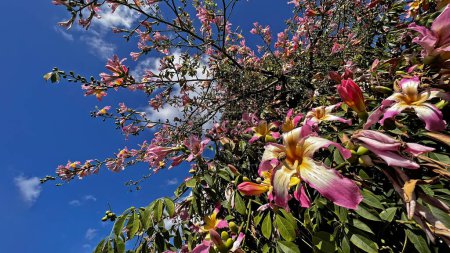 Téléchargez les photos : Fleurs de l'arbre à soie du fil (nom botanique : Chorisia speciosa). Fond bleu et nuageux ciel. Gazipasa, Antalya, Turquie - en image libre de droit
