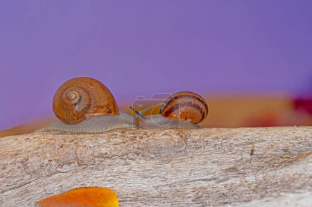 Téléchargez les photos : Une paire d'escargots sur une souche d'arbre. Fond violet. - en image libre de droit