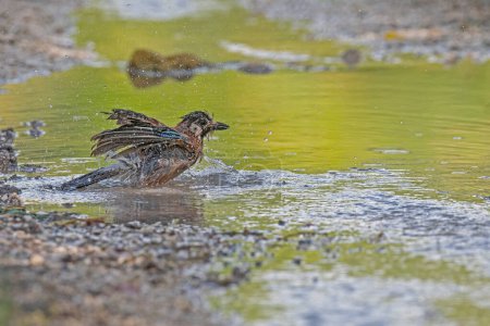 Foto de Eurasiática Jay (Garrulus glandarius) bañándose en agua. - Imagen libre de derechos