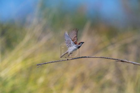 Foto de Gorrión de casa (Passer domesticus) con alas abiertas en una rama. - Imagen libre de derechos