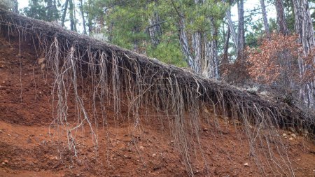 Foto de Raíces de árboles expuestas por inundaciones. - Imagen libre de derechos