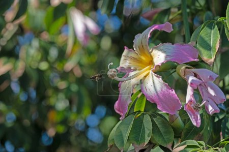 Téléchargez les photos : Fleurs de l'arbre à soie de fil et abeille domestique (nom botanique : Chorisia speciosa). Gazipasa, Antalya, Turquie - en image libre de droit