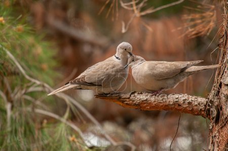 Téléchargez les photos : Pigeon à collier eurasien (Streptopelia decaocto) courtisant sur une branche dans la forêt. - en image libre de droit