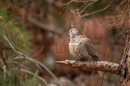 Photo for Eurasian collared dove (Streptopelia decaocto) standing on a branch in the forest. - Royalty Free Image