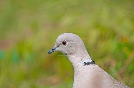 Photo for Close-up Eurasian collared dove (Streptopelia decaocto) head. - Royalty Free Image