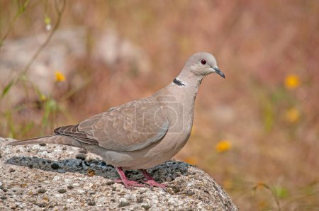 Photo for Eurasian collared dove (Streptopelia decaocto) standing on a rock. - Royalty Free Image