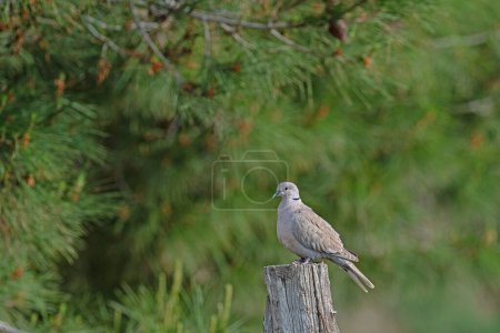 Photo for Eurasian collared dove (Streptopelia decaocto) on a tree stump. Pine trees in the background. - Royalty Free Image